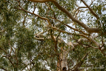 à la recherche des koalas sur le Koala loop trail