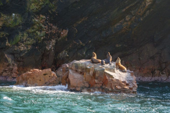 trois lions de mer sur un rocher