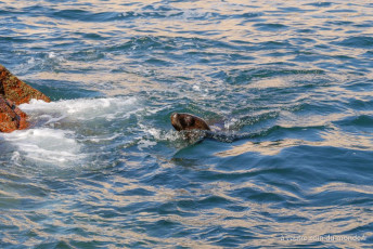 un lion de mer dans l'eau