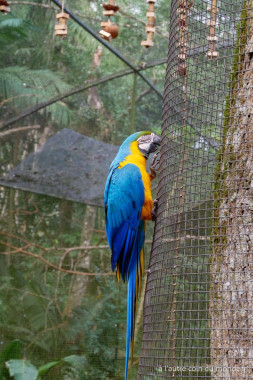 Le parc des oiseaux à Igaçu
