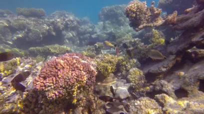 Polynésie Française - Fakarava