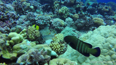 Plongée bouteille à la passe Nord de Fakarava