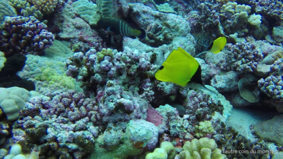 Plongée bouteille à la passe Nord de Fakarava