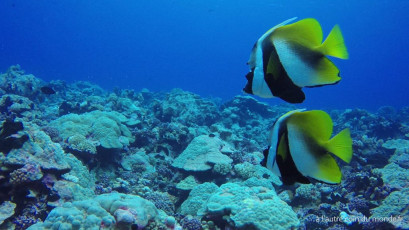 Plongée bouteille à la passe Nord de Fakarava