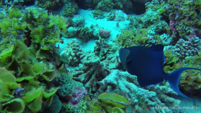 Plongée bouteille à la passe Nord de Fakarava