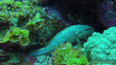 Plongée bouteille à la passe Nord de Fakarava