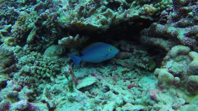 Plongée bouteille à la passe Nord de Fakarava