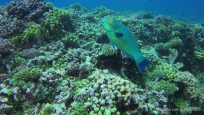 Plongée bouteille à la passe Nord de Fakarava