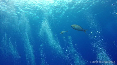 Plongée bouteille à la passe Nord de Fakarava