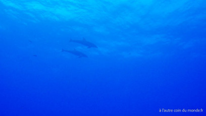 Polynésie Française - Rangiroa