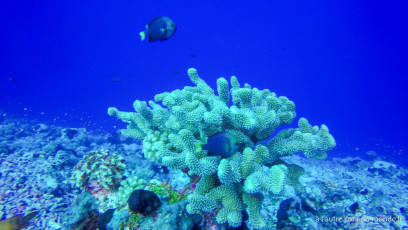 Polynésie Française - Rangiroa