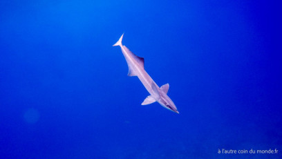 Polynésie Française - Rangiroa