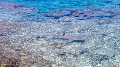 Polynésie Française - Rangiroa