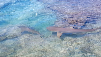 Polynésie Française - Rangiroa