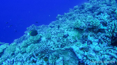 Polynésie Française - Rangiroa