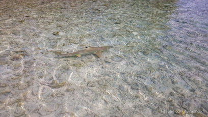 Excursion île aux récifs avec Léon