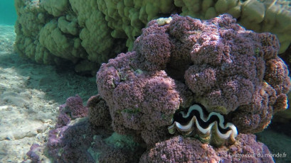 Excursion île aux récifs avec Léon