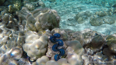 Excursion île aux récifs avec Léon