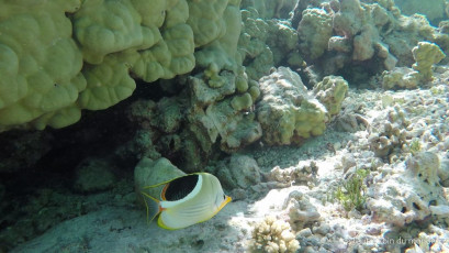 Excursion île aux récifs avec Léon