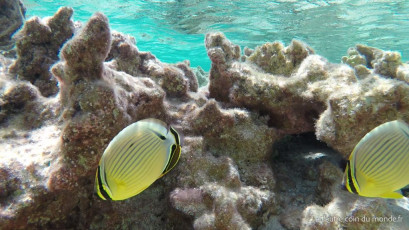 Excursion île aux récifs avec Léon