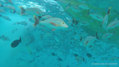 Excursion île aux récifs avec Léon