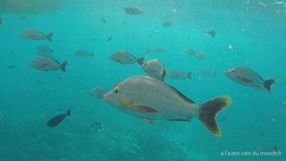 Excursion île aux récifs avec Léon