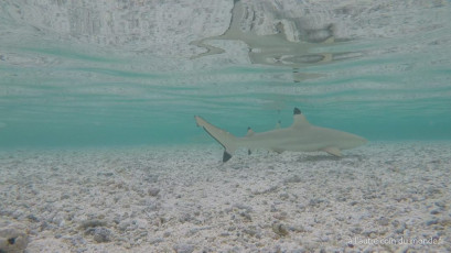 Excursion île aux récifs avec Léon