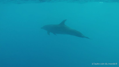 Excursion île aux récifs avec Léon