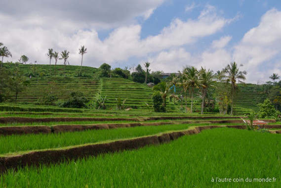 Bali - les rizières de Jatiluwih