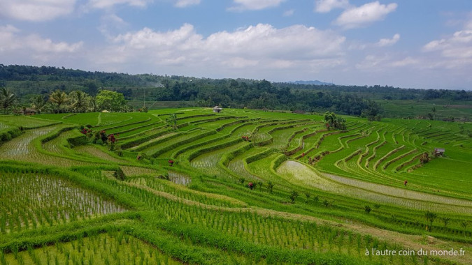 Bali - les rizières de Jatiluwih
