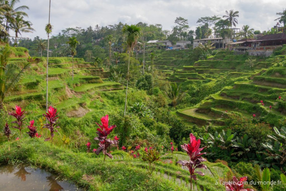 Bali - les terrasses de riz de Tegallalang
