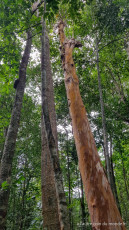 Deux jours de treks dans la jungle des Cardamones