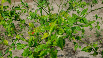 Deux jours de treks dans la jungle des Cardamones