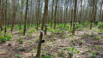 Deux jours de treks dans la jungle des Cardamones