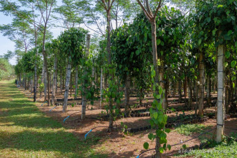 Pakse - le plateau des Bolovens