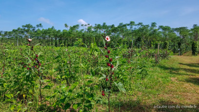 Pakse - le plateau des Bolovens