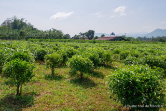 Pakse - le plateau des Bolovens