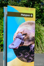 Le platypus est animal qui vit dans la pénombre, impossible donc de pouvoir le prendre en photo