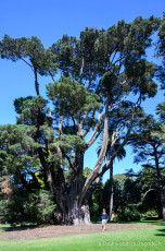 Le royal botanic garden est situé dans la ville de Melbourne juste à côté de shrine of remembrance, directement accessible en Tramway