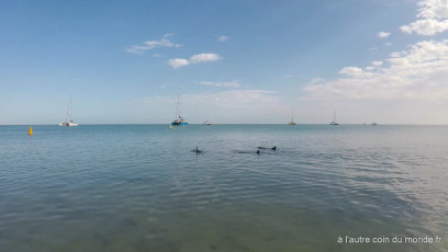 Trois dauphins dans la baie de Monkey Mia