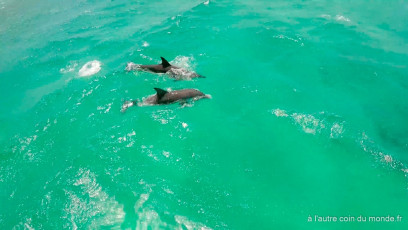 des dauphins pendant notre excursion snorkeling