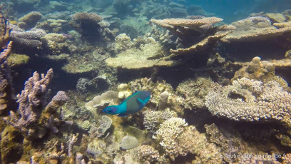 excursion snorkeling dans le ningaloo reef