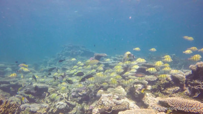 excursion snorkeling dans le ningaloo reef