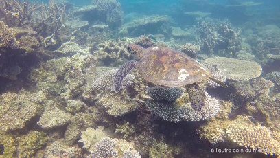 une magnifique tortue pendant une séssion snorkeling dans le ningaloo reef