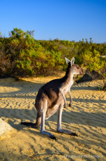 Un kangourou en fin de journée