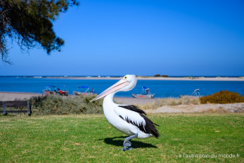Kalbarri Pelican