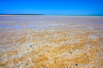 La plage de Shell beach - située sur la route de Monkey Mia et du Francois perron national park. La plage est constituée uniquement de coquillages