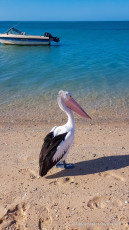 Un pelican sur la plage de Monkey Mia
