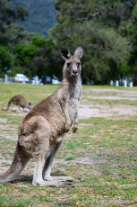 Halls Gap est la ville parfait pour aller à la rencontre des kangourous en liberté