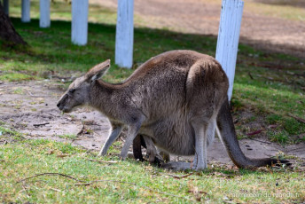 Une femelle Kangourou avec son bébé dans le ventre